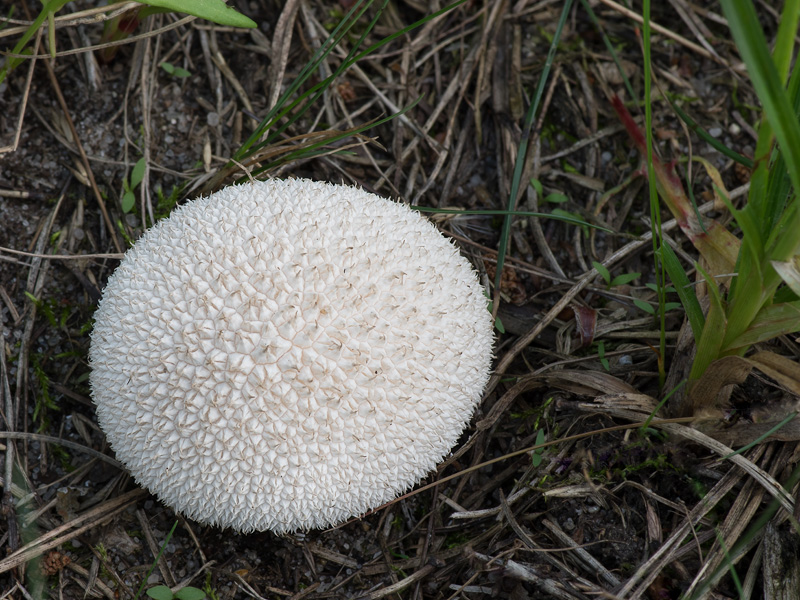 Lycoperdon marginatum